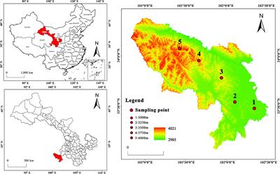 Characteristics of Culturable Microbial Community in Rhizosphere/Non-rhizosphere Soil of Potentilla Fruticosa Population in Alpine Meadow Elevation Gradient